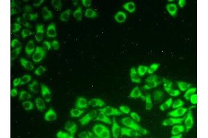 Figure:FITC staining on IHC-P Simple: Hela cells (PDCD6 抗体  (AA 32-191))