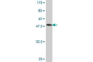 Western Blot detection against Immunogen (60. (FAIM2 抗体  (AA 1-316))