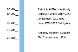 WB Suggested Anti-FBXL4  Antibody Titration: 0. (FBXL4 抗体  (N-Term))