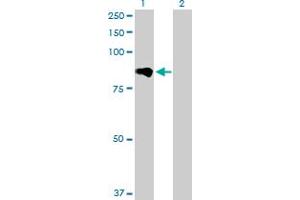 Western Blot analysis of ADAM12 expression in transfected 293T cell line by ADAM12 MaxPab polyclonal antibody.