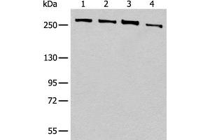 Western blot analysis of 293T cell lysates using PRPF8 Polyclonal Antibody at dilution of 1:450 (PRPF8 抗体)