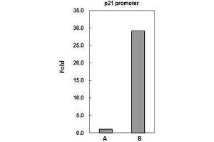 Chromatin Immunoprecipitation (ChIP) image for anti-Peptidyl Arginine Deiminase, Type IV (PADI4) (Center) antibody (ABIN2856939)