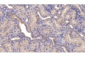 Detection of SFRP1 in Human Kidney Tissue using Monoclonal Antibody to Secreted Frizzled Related Protein 1 (SFRP1) (SFRP1 抗体  (AA 32-314))