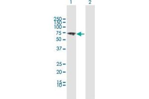 Western Blot analysis of VANGL1 expression in transfected 293T cell line by VANGL1 MaxPab polyclonal antibody. (Vangl1 抗体  (AA 1-524))