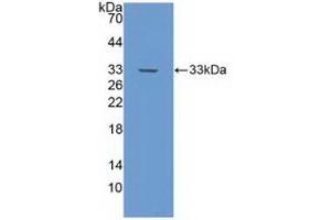 Western Blotting (WB) image for anti-Notch 4 (NOTCH4) (AA 1715-2001) antibody (ABIN7442495)