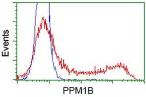 Flow Cytometry (FACS) image for anti-Protein Phosphatase, Mg2+/Mn2+ Dependent, 1B (PPM1B) antibody (ABIN1500372) (PPM1B 抗体)