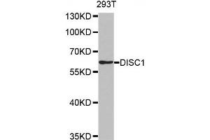 Western Blotting (WB) image for anti-Disrupted in Schizophrenia 1 (DISC1) antibody (ABIN1876917) (DISC1 抗体)