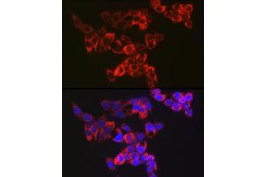 Immunofluorescence analysis of HepG2 cells using Adenylate kinase 4 Rabbit mAb (ABIN7265467) at dilution of 1:100 (40x lens). (AK4 抗体)