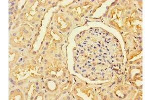 Immunohistochemistry of paraffin-embedded human kidney tissue using ABIN7168333 at dilution of 1:100 (RBM12 抗体  (AA 1-200))