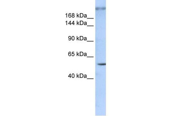 ZNF407 抗体  (Middle Region)