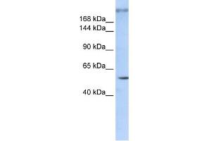 WB Suggested Anti-ZNF407 Antibody Titration:  0. (ZNF407 抗体  (Middle Region))
