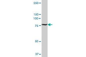 TGM2 MaxPab polyclonal antibody. (Transglutaminase 2 抗体  (AA 1-548))