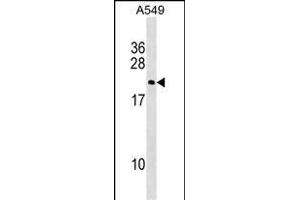 DUX3 Antibody (N-term) (ABIN1539173 and ABIN2849475) western blot analysis in A549 cell line lysates (35 μg/lane). (DUX3 抗体  (N-Term))
