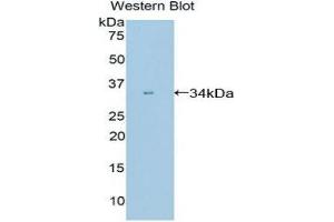 Western Blotting (WB) image for anti-Peptidylprolyl Isomerase E (Cyclophilin E) (PPIE) (AA 12-286) antibody (ABIN1860289) (PPIE 抗体  (AA 12-286))