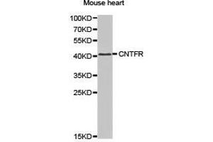 Western Blotting (WB) image for anti-Ciliary Neurotrophic Factor Receptor (CNTFR) antibody (ABIN1871941) (CNTF Receptor alpha 抗体)
