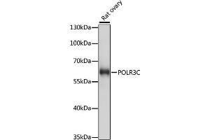 Western blot analysis of extracts of rat ovary, using POLR3C antibody (ABIN7269459) at 1:1000 dilution.