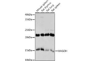 Western blot analysis of extracts of various cell lines, using MAGOH antibody (ABIN7268362) at 1:1000 dilution. (MAGOH 抗体)