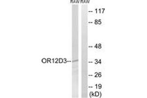 Western blot analysis of extracts from RAW264. (OR12D3 抗体  (AA 267-316))