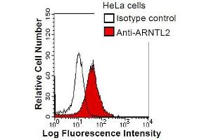 HeLa cells were fixed in 2% paraformaldehyde/PBS and then permeabilized in 90% methanol. (ARNTL2 抗体)