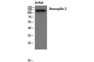 Western Blotting (WB) image for anti-Neuropilin 2 (NRP2) (Internal Region) antibody (ABIN3185856) (NRP2 抗体  (Internal Region))
