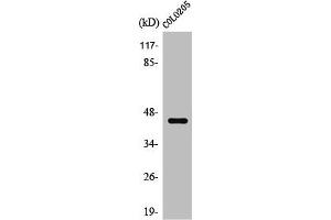 Western Blot analysis of Jurkat cells using SR-4 Polyclonal Antibody (Serotonin Receptor 4 抗体  (N-Term))