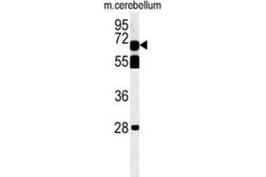 Western Blotting (WB) image for anti-TBK1 Binding Protein 1 (TBKBP1) antibody (ABIN3002301) (TBKBP1 抗体)
