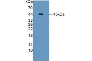 Detection of Recombinant CPA4, Human using Polyclonal Antibody to Carboxypeptidase A4 (CPA4) (CPA4 抗体  (AA 55-421))