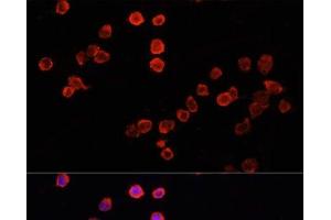 Immunofluorescence analysis of THP-1 cells using MUL1 Polyclonal Antibody at dilution of 1:100. (MUL1 抗体)