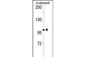 Western blot analysis of Eph receptor A6 (EPHA6) Antibody (C-term) (ABIN391896 and ABIN2841714) in mouse stomach tissue lysates (35 μg/lane). (EPH Receptor A6 抗体  (C-Term))