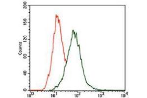 Flow cytometric analysis of HeLa cells using MAPK14 mouse mAb (green) and negative control (red). (MAPK14 抗体  (AA 299-360))