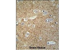 SNCB Antibody (C-term) (ABIN652024 and ABIN2840504) immunohistochemistry analysis in formalin fixed and paraffin embedded human brain tissue followed by peroxidase conjugation of the secondary antibody and DAB staining. (beta Synuclein 抗体  (C-Term))
