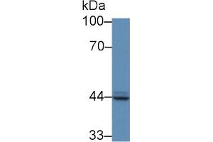 Detection of PAP in Human PC3 cell lysate using Polyclonal Antibody to Prostatic Acid Phosphatase (PAP) (ACPP 抗体  (AA 56-215))