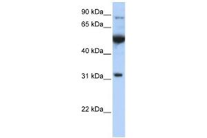 Western Blotting (WB) image for anti-Eukaryotic Translation Initiation Factor 2B, Subunit 1 Alpha, 26kDa (EIF2B1) (C-Term) antibody (ABIN632422)