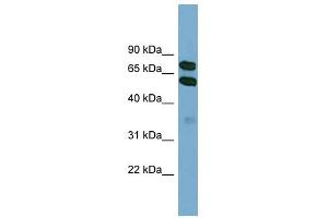 KLHL9 antibody used at 1 ug/ml to detect target protein. (KLHL9 抗体)