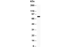 Western Blotting (WB) image for anti-Amyloid beta (A4) Precursor Protein-Binding, Family B, Member 1 (Fe65) (APBB1) (AA 295-613) antibody (ABIN3029930)
