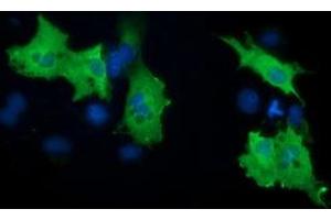 Anti-PIK3AP1 mouse monoclonal antibody (ABIN2453456) immunofluorescent staining of COS7 cells transiently transfected by pCMV6-ENTRY PIK3AP1 (RC214125). (PIK3AP1 抗体)
