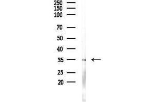 Western blot analysis of lysates from RAW264.