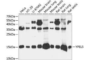 Western blot analysis of extracts of various cell lines, using YPEL5 antibody (ABIN7271422) at 1:3000 dilution. (YPEL5 抗体  (AA 1-121))