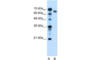 WB Suggested Anti-NR5A2 Antibody Titration:  2. (NR5A2 + LRH1 抗体  (N-Term))