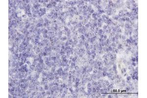 Immunoperoxidase of monoclonal antibody to RAB36 on formalin-fixed paraffin-embedded human tonsil. (RAB36 抗体  (AA 234-333))
