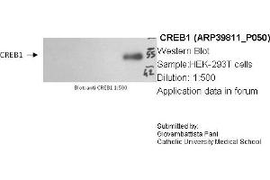 Western Blotting (WB) image for anti-cAMP Responsive Element Binding Protein 1 (CREB1) (Middle Region) antibody (ABIN2778454) (CREB1 抗体  (Middle Region))