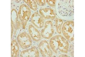 Immunohistochemistry of paraffin-embedded human kidney tissue using ABIN7162247 at dilution of 1:100 (OPA3 抗体  (AA 25-179))