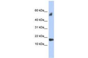 Image no. 1 for anti-Testis Expressed 19 (TEX19) (C-Term) antibody (ABIN6743950) (TEX19 抗体  (C-Term))
