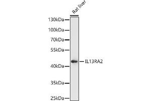 Western blot analysis of extracts of Rat liver, using IL13R antibody (ABIN7267987) at 1:1000 dilution. (IL13RA2 抗体)