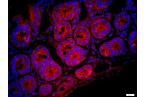 Paraformaldehyde-fixed, paraffin embedded mouse intestine, Antigen retrieval by boiling in sodium citrate buffer (pH6) for 15min, Block endogenous peroxidase by 3% hydrogen peroxide for 20 minutes, Blocking buffer (normal goat serum) at 37°C for 30min, Antibody incubation with FAM134C Polyclonal Antibody, Unconjugated  at 1:400 overnight at 4°C, followed by a conjugated secondary -Cy3) for 90 minutes and DAPI staining of the nuclei. (FAM134C 抗体  (AA 76-180))