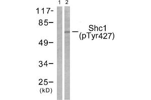 Western Blotting (WB) image for anti-SHC (Src Homology 2 Domain Containing) Transforming Protein 1 (SHC1) (pTyr427) antibody (ABIN1847217) (SHC1 抗体  (pTyr427))