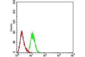 Flow cytometric analysis of Hela cells using CDH11 mouse mAb (green) and negative control (red). (OB Cadherin 抗体  (AA 468-617))