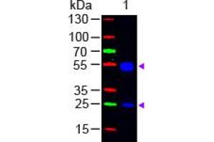 Image no. 1 for Goat anti-Rat IgG (Whole Molecule) antibody (FITC) (ABIN301460) (山羊 anti-大鼠 IgG (Whole Molecule) Antibody (FITC))