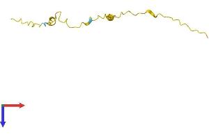 Kidney Associated Antigen 1 (KAAG1) (AA 1-84) protein (Fc Tag)