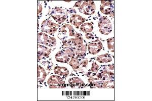 MAGOH Antibody immunohistochemistry analysis in formalin fixed and paraffin embedded human stomach tissue followed by peroxidase conjugation of the secondary antibody and DAB staining. (MAGOH 抗体  (AA 46-74))